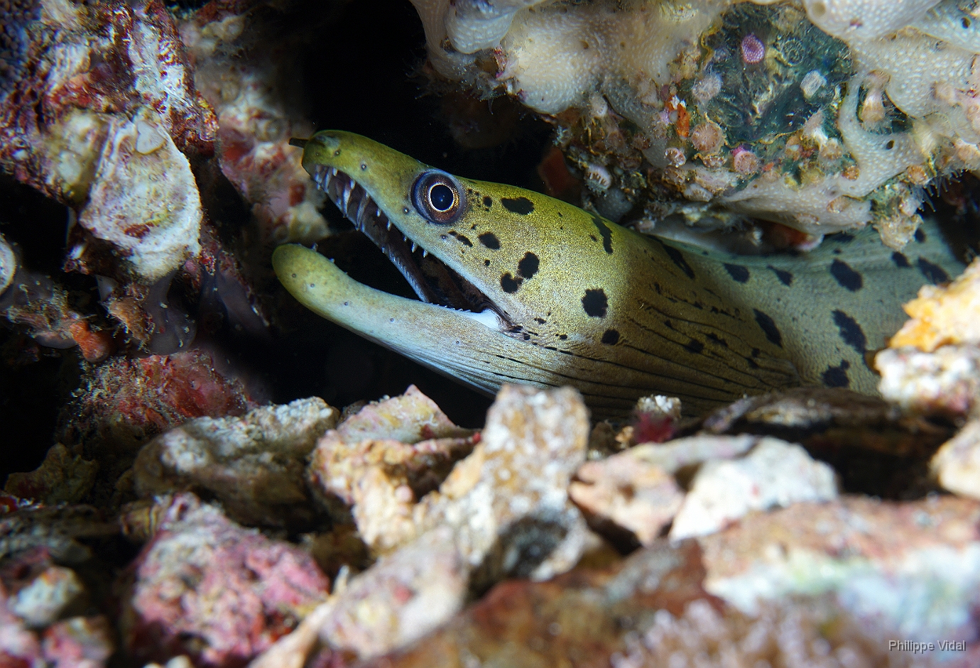 Birmanie - Mergui - 2018 - DSC02941 - Fimbriated moray - Murene frangee  - Gymnothorax fimbriatus.JPG